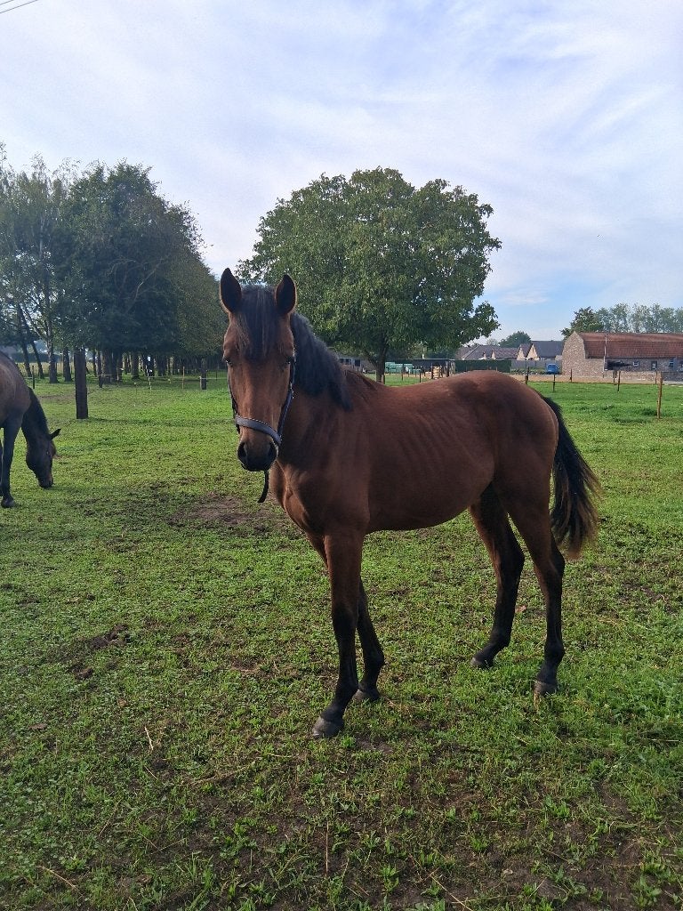 1,5jr hengst Crunch3 x Canterburry., Avec pedigree, Moins de 160 cm, Étalon, 0 à 2 ans