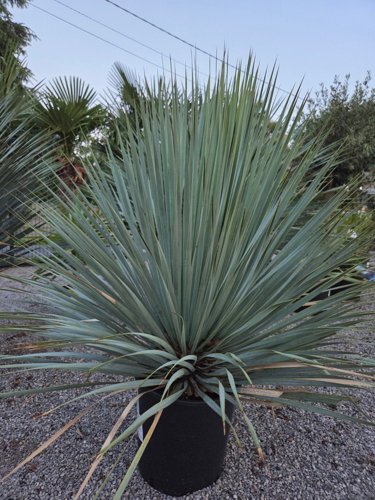 Yucca Rostrata met volle kruin, Enlèvement
