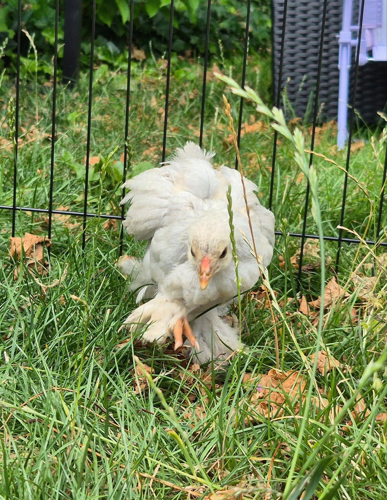 Isabellen Brahma Kuikens, Dieren en Toebehoren