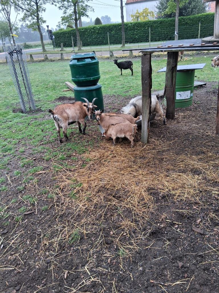 Jonge geitjes, Plusieurs animaux, Chèvre, 0 à 2 ans