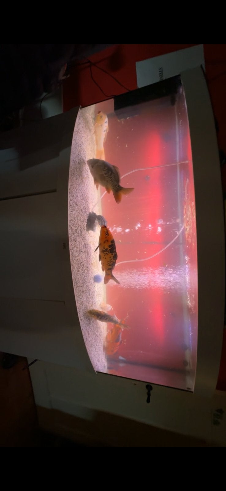 Dringend te koop: 450L aquarium met kast – €250, Enlèvement ou Envoi, Utilisé