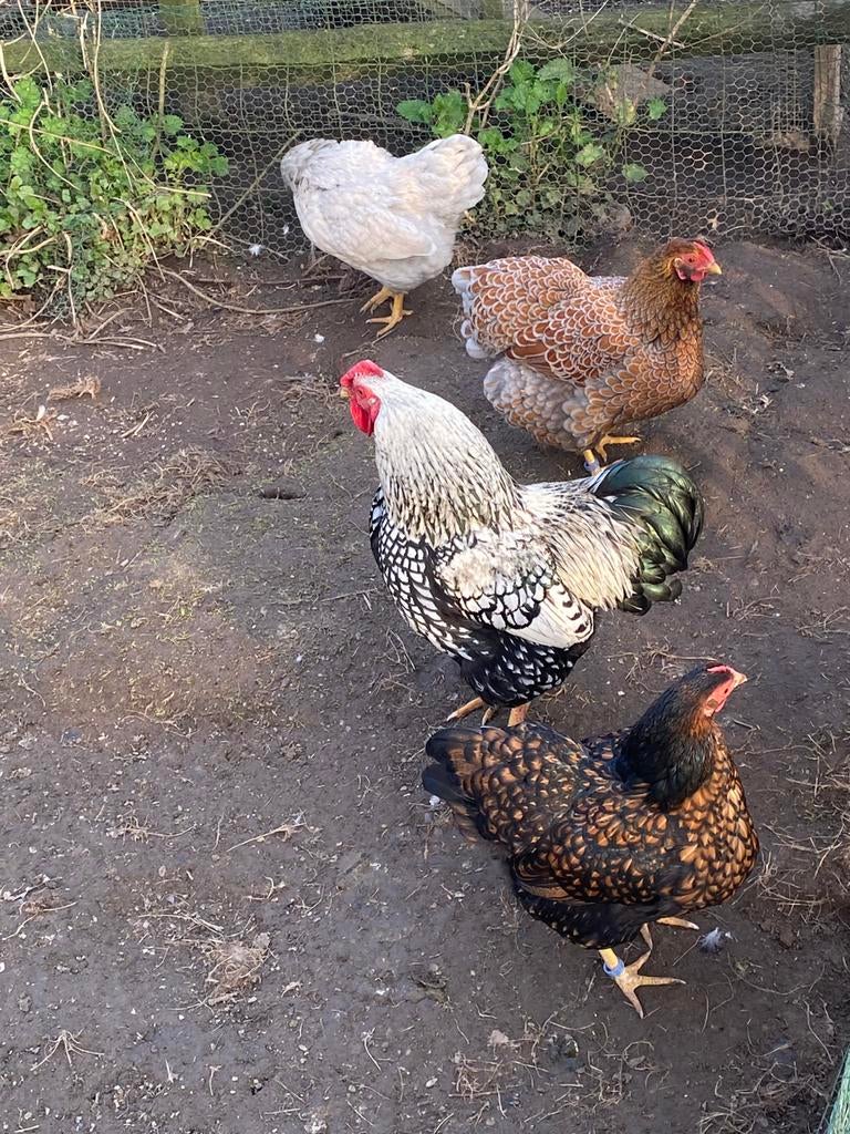 Wyandotte kriel broedeieren, Dieren en Toebehoren, Pluimvee, Geslacht onbekend, Kip
