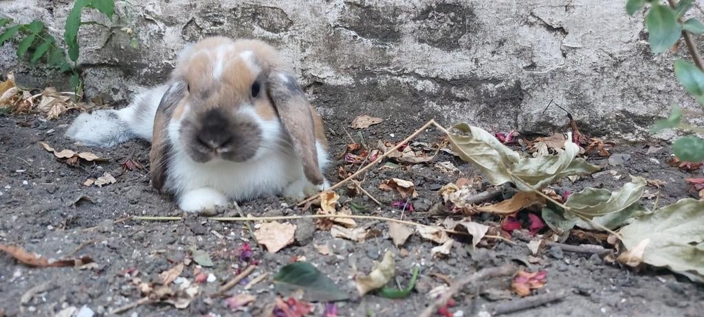 Gezocht: nieuwe thuis voor rammelaar, Mannelijk, Klein, Hangoor, 3 tot 5 jaar