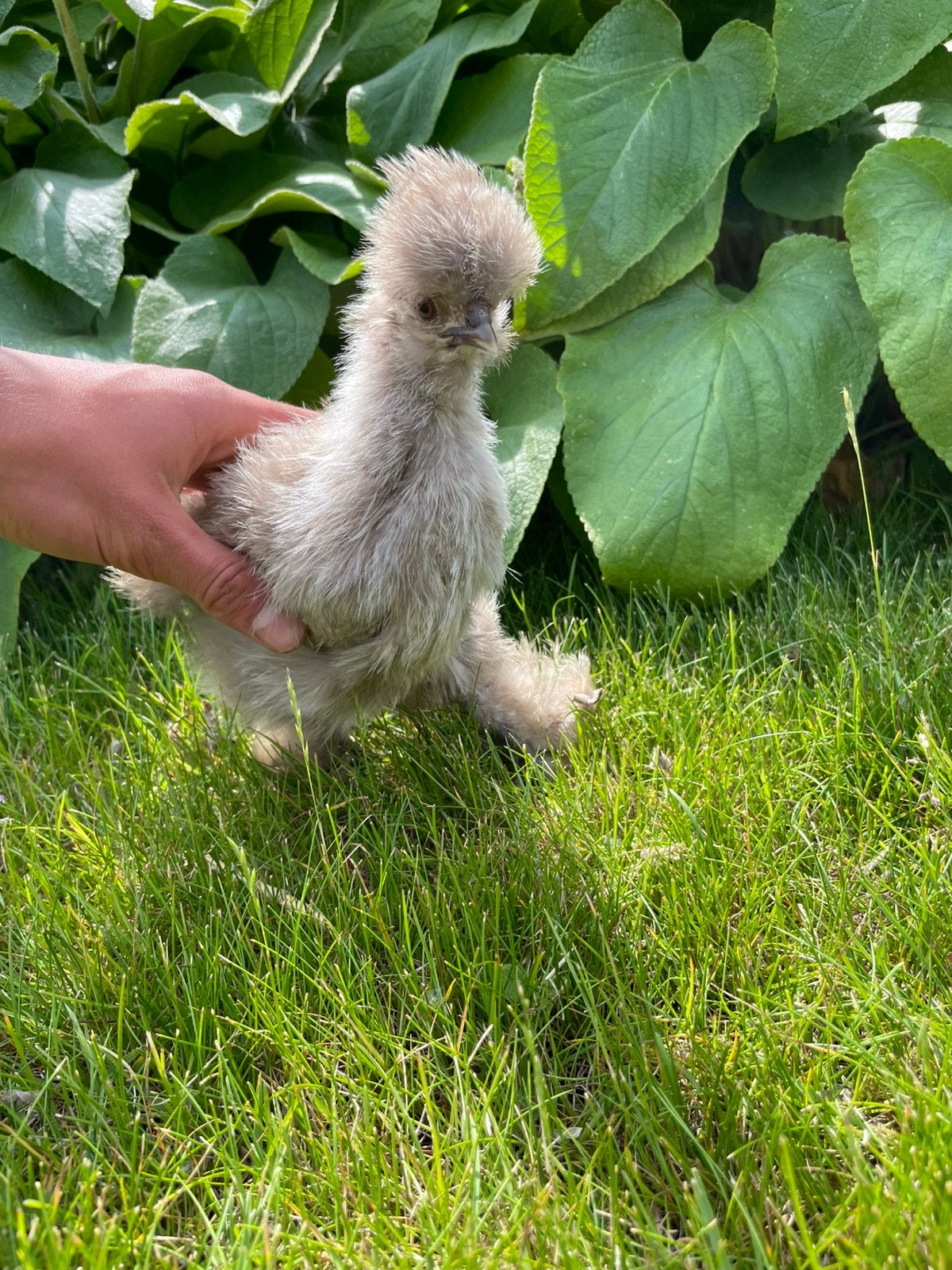 100% pure USA broedeieren, Animaux & Accessoires, Volatiles, Poule ou poulet, Plusieurs animaux