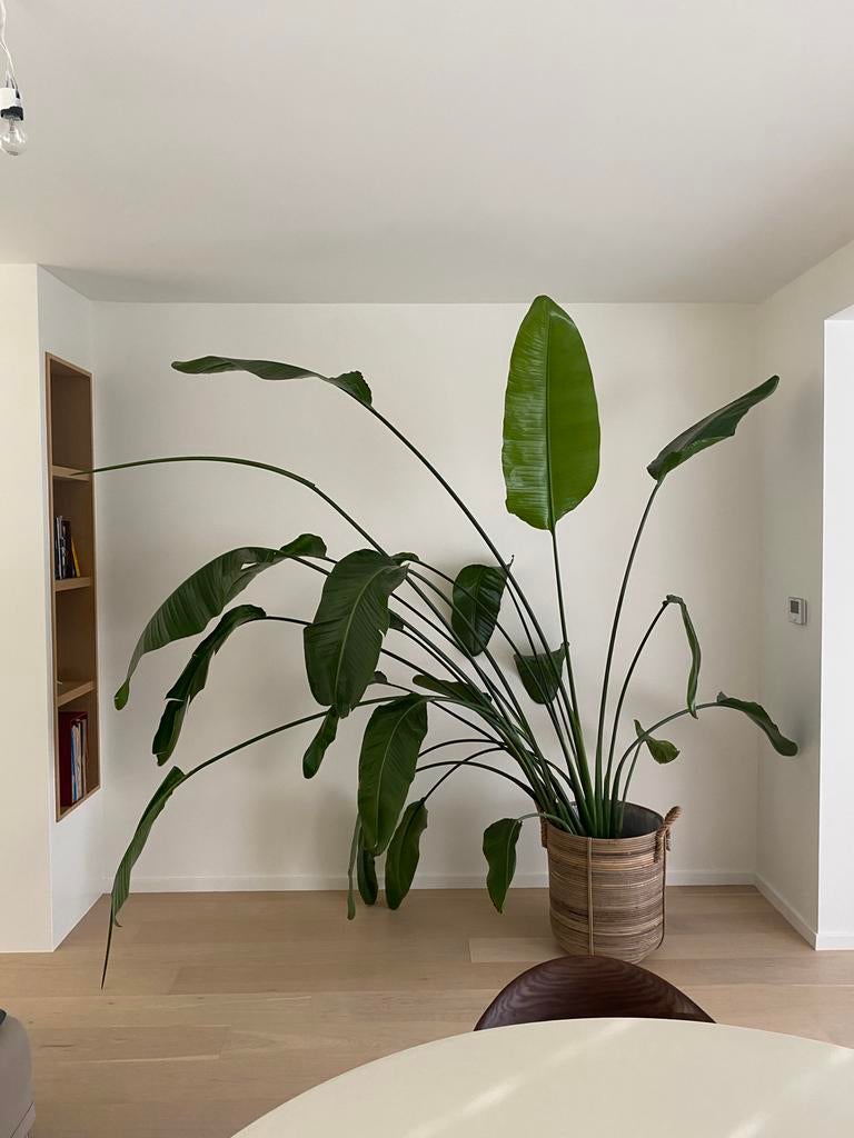 Strelitzia Nicolai / Paradijsvogelplant + mand, En pot, Plein soleil, Palmier, Plante verte