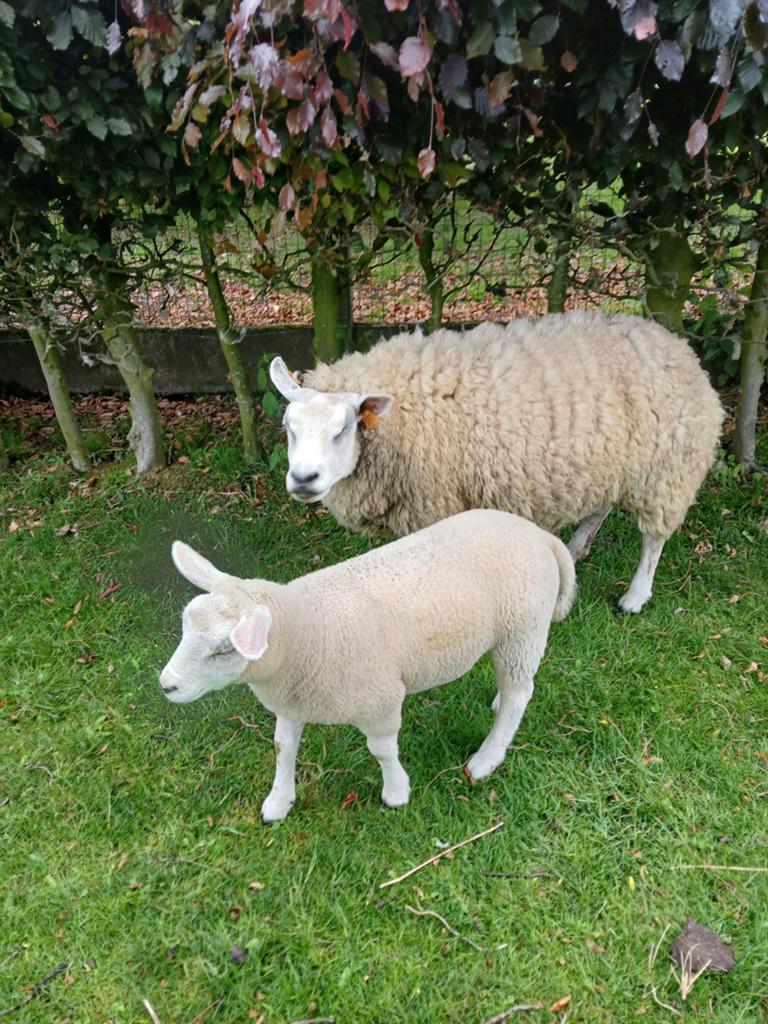Brebis avec agnelle, Animaux & Accessoires