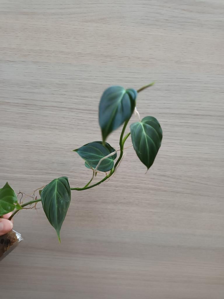 Philodendron splendid, Huis en Inrichting, Kamerplanten, Ophalen of Verzenden