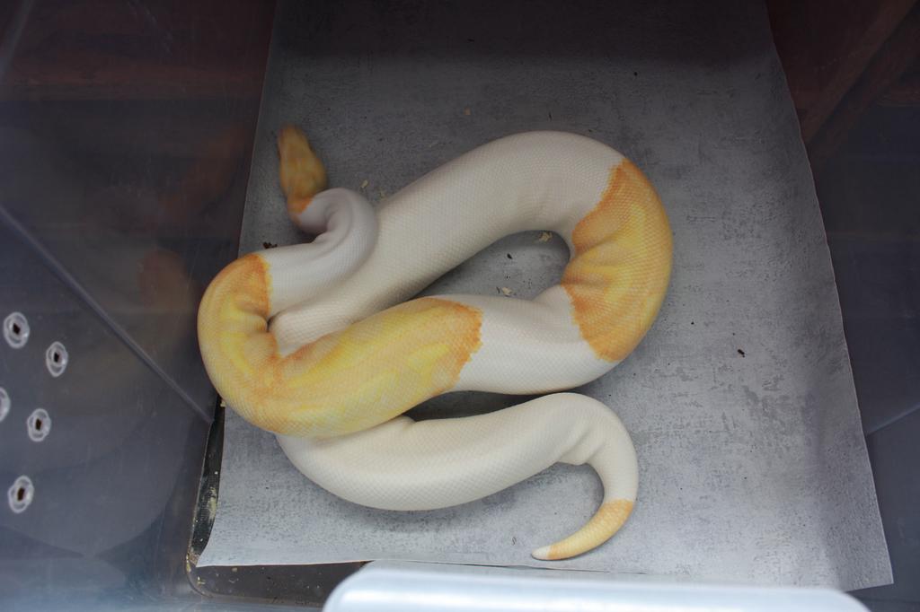 Pyhton reguis, Serpent, Domestique, 3 à 6 ans
