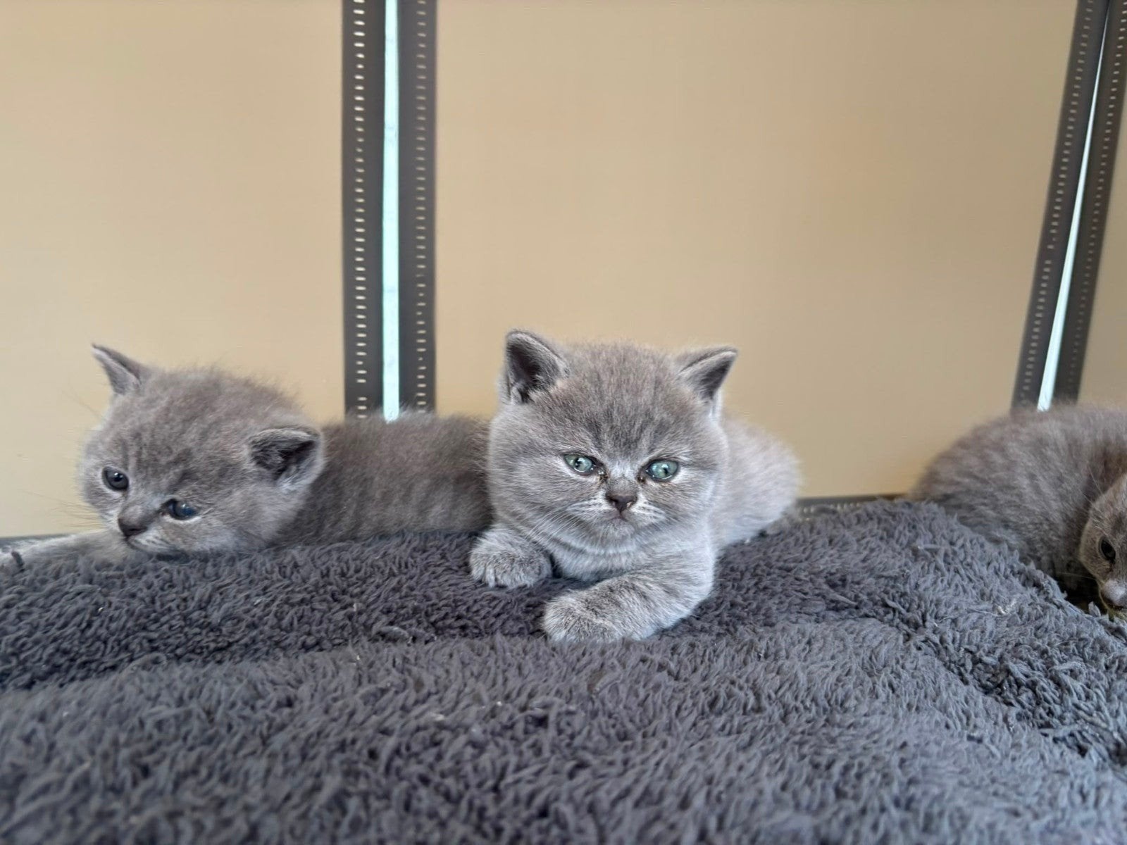 Britse korthaar kitten  blauw, Dieren en Toebehoren, Kater, Gechipt