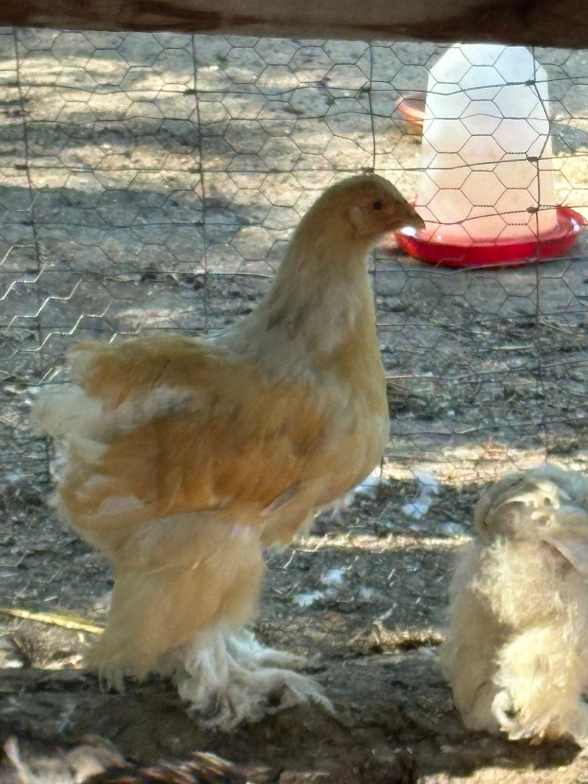 Lemon Pyle hanen, Dieren en Toebehoren, Pluimvee, Mannelijk, Kip