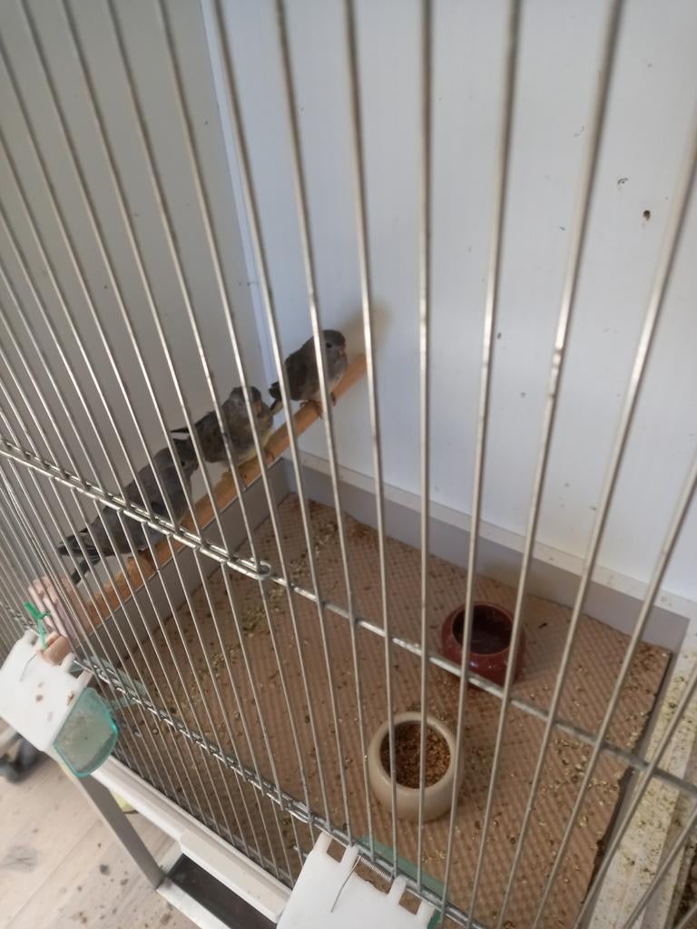 Splendid parkieten, Dieren en Toebehoren