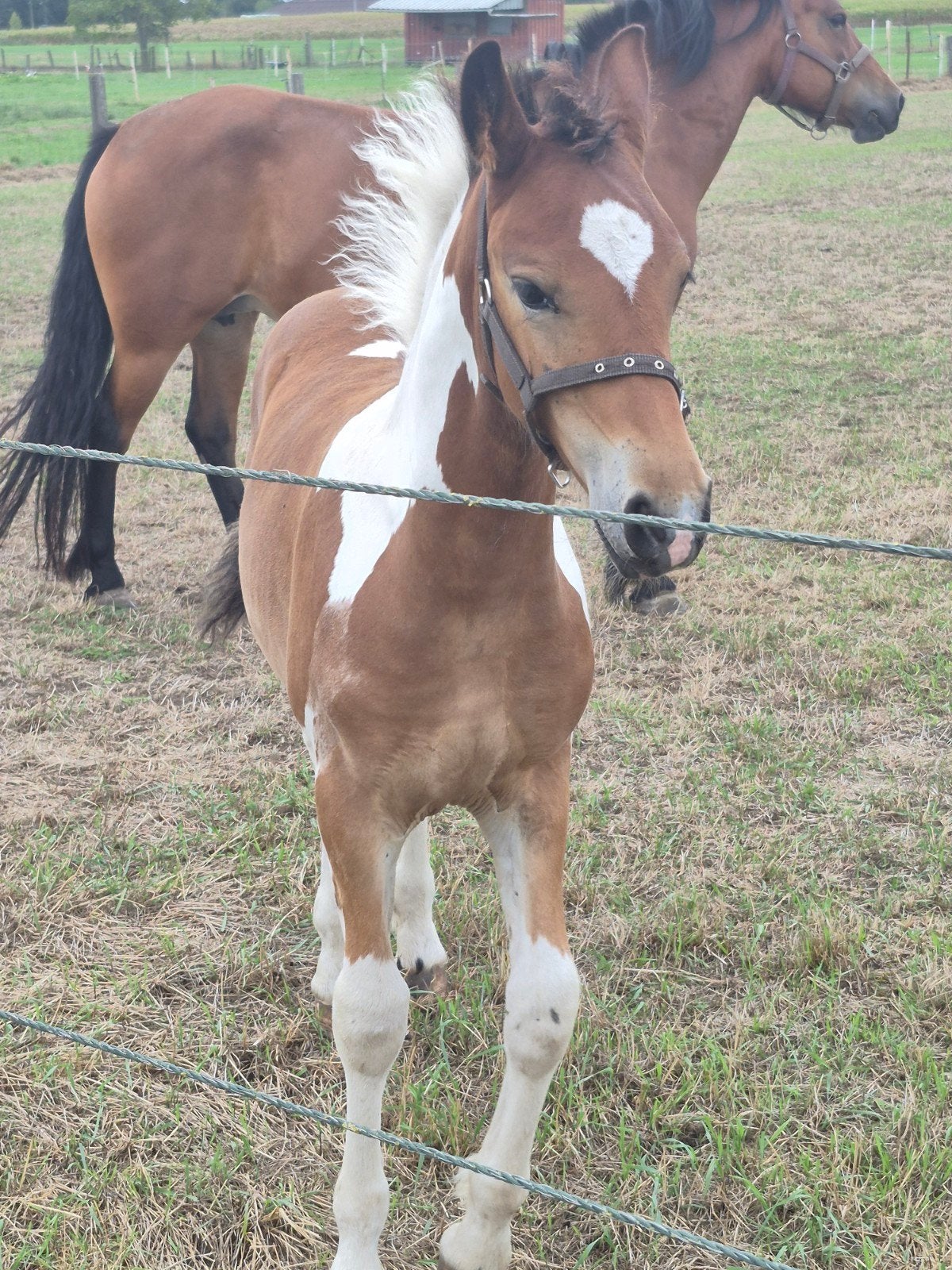 Pinto x Fries x Haflinger veulen, Dieren en Toebehoren, Paarden, Hengst