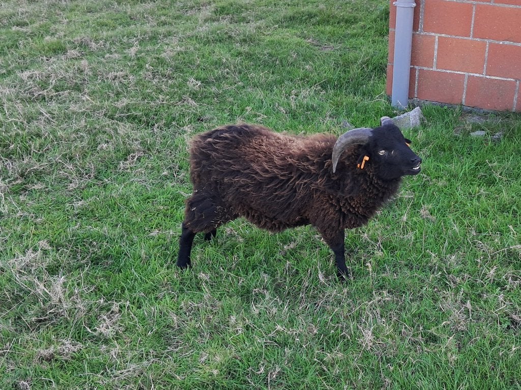 Ouessant lamram en gecastreerde ram lam, Mouton