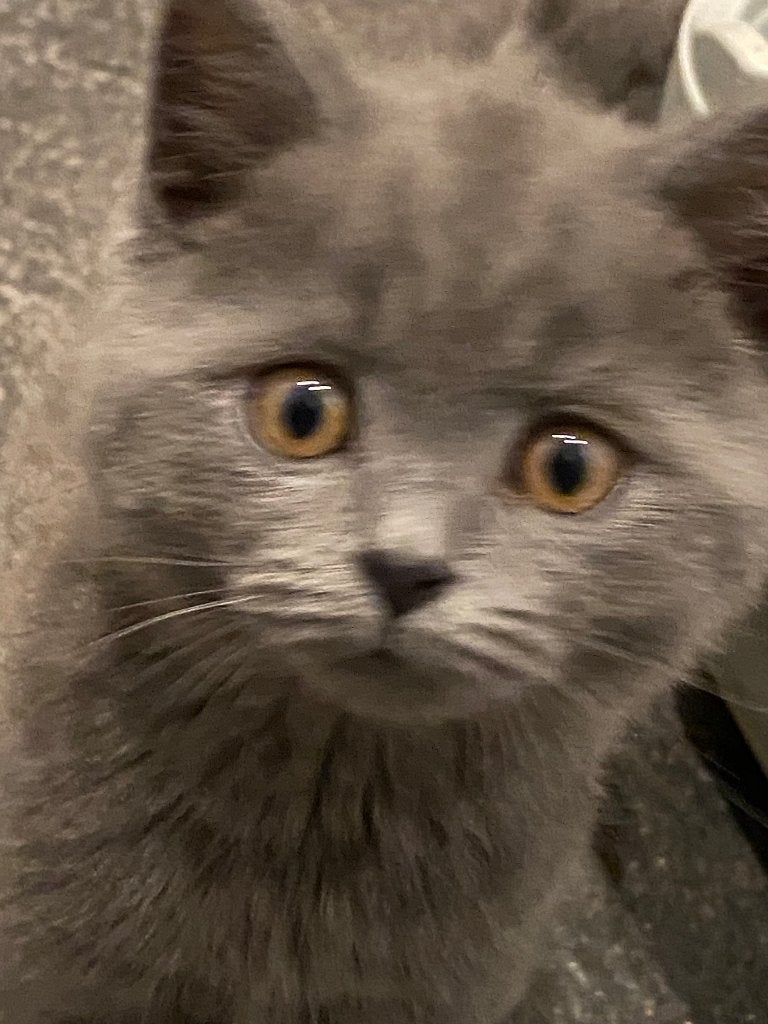 Britse korthaar, Chat, Avec pedigree, 0 à 2 ans