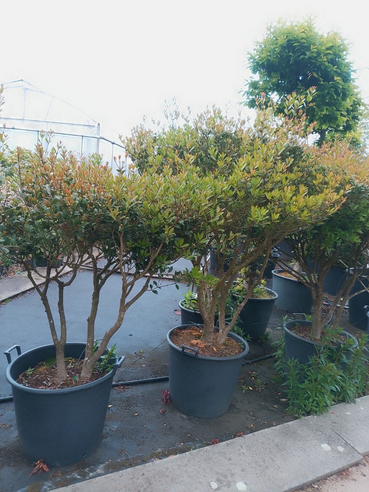 Planten, Tuin en Terras, Planten | Bomen, Ophalen