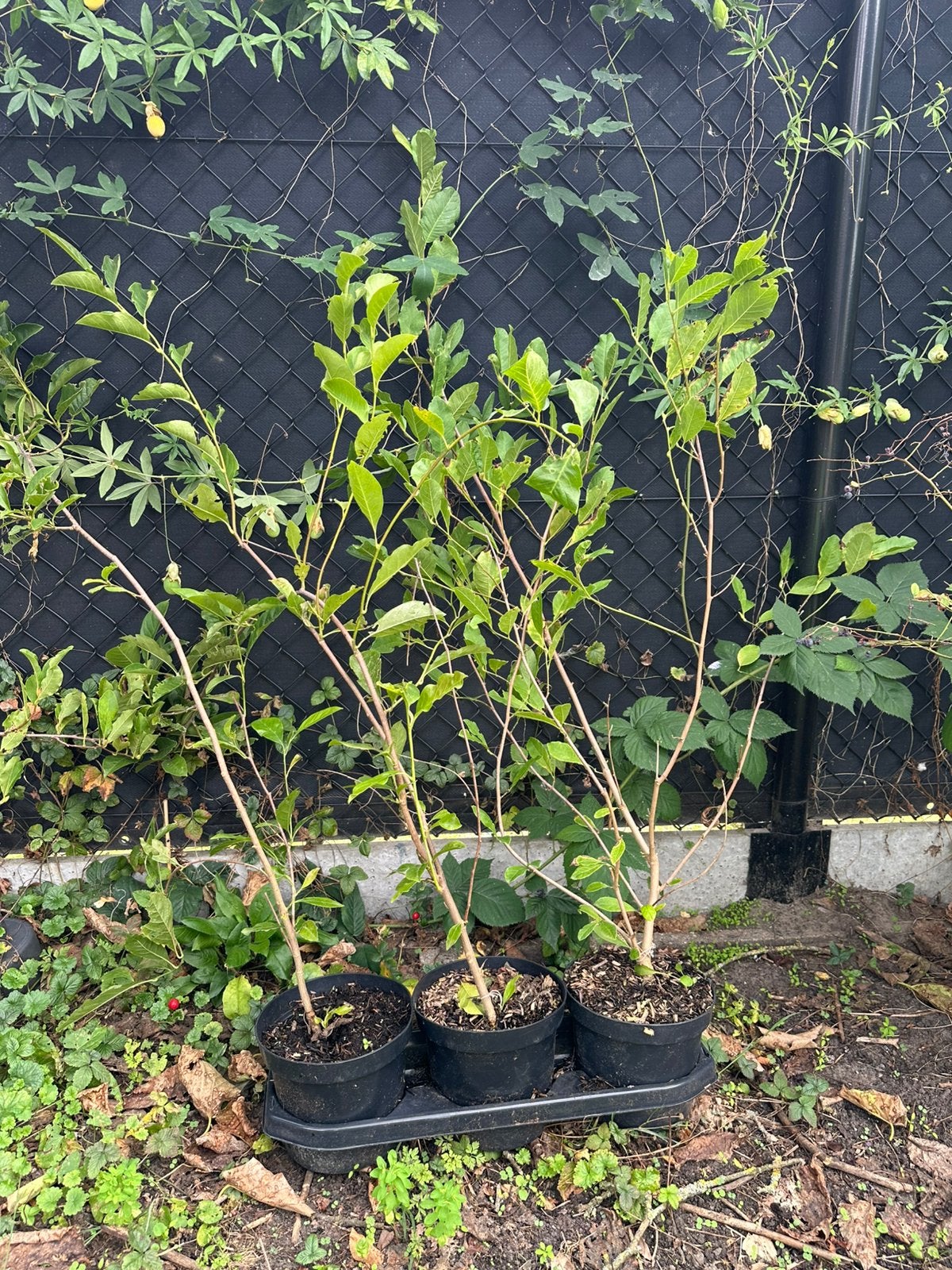 Magnolia in pot, Ophalen, 100 tot 250 cm