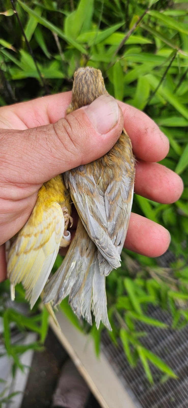 Raza Español jaseps, Dieren en Toebehoren, Vogels | Overige Vogels, Wildzangvogel, Meerdere dieren, Geringd