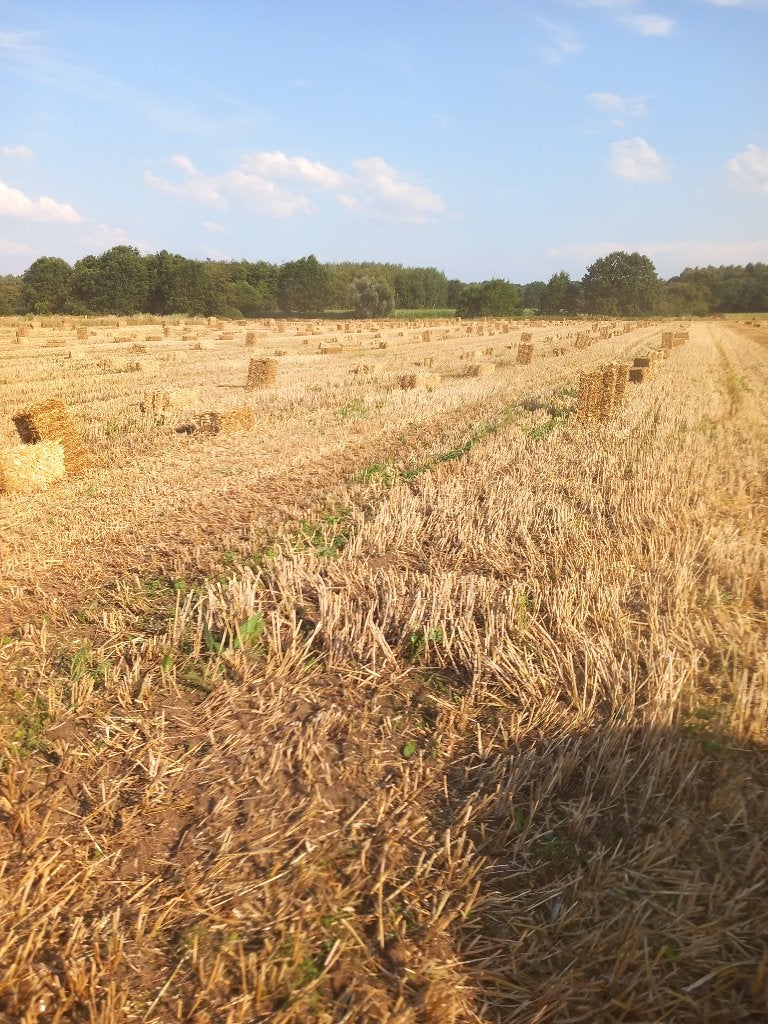 Kleine pakken stro, Dieren en Toebehoren, Paarden