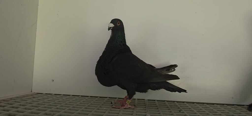 Pigeons jiennense