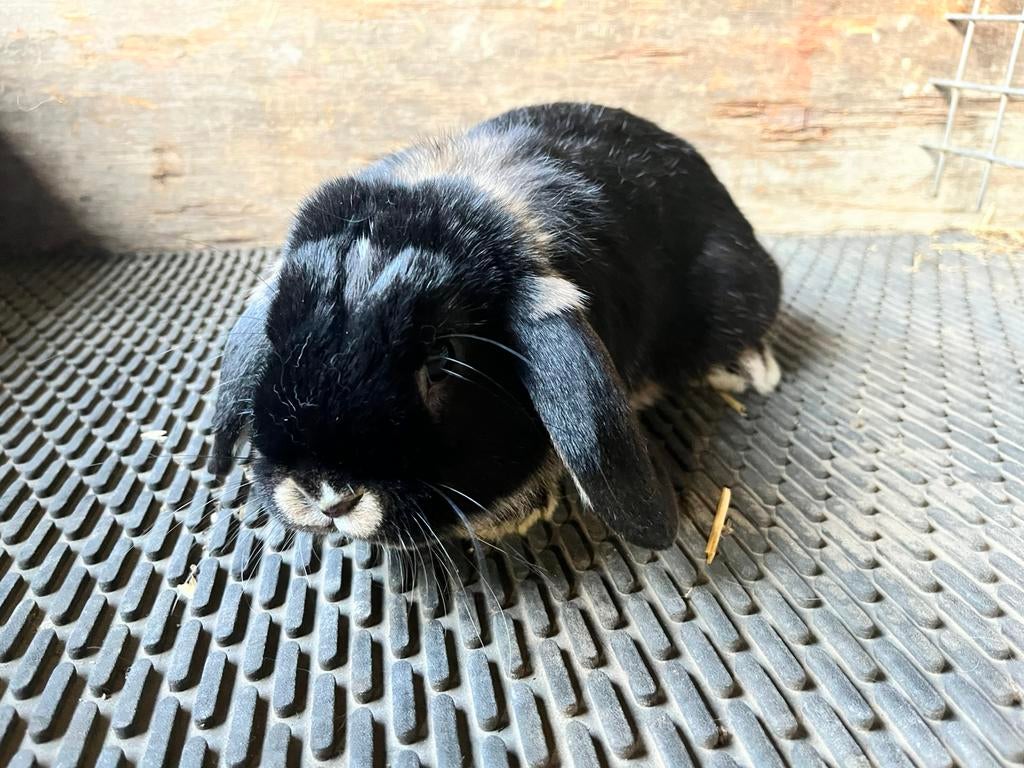Nhd ram, Dieren en Toebehoren, Mannelijk, Klein, Hangoor, 0 tot 2 jaar