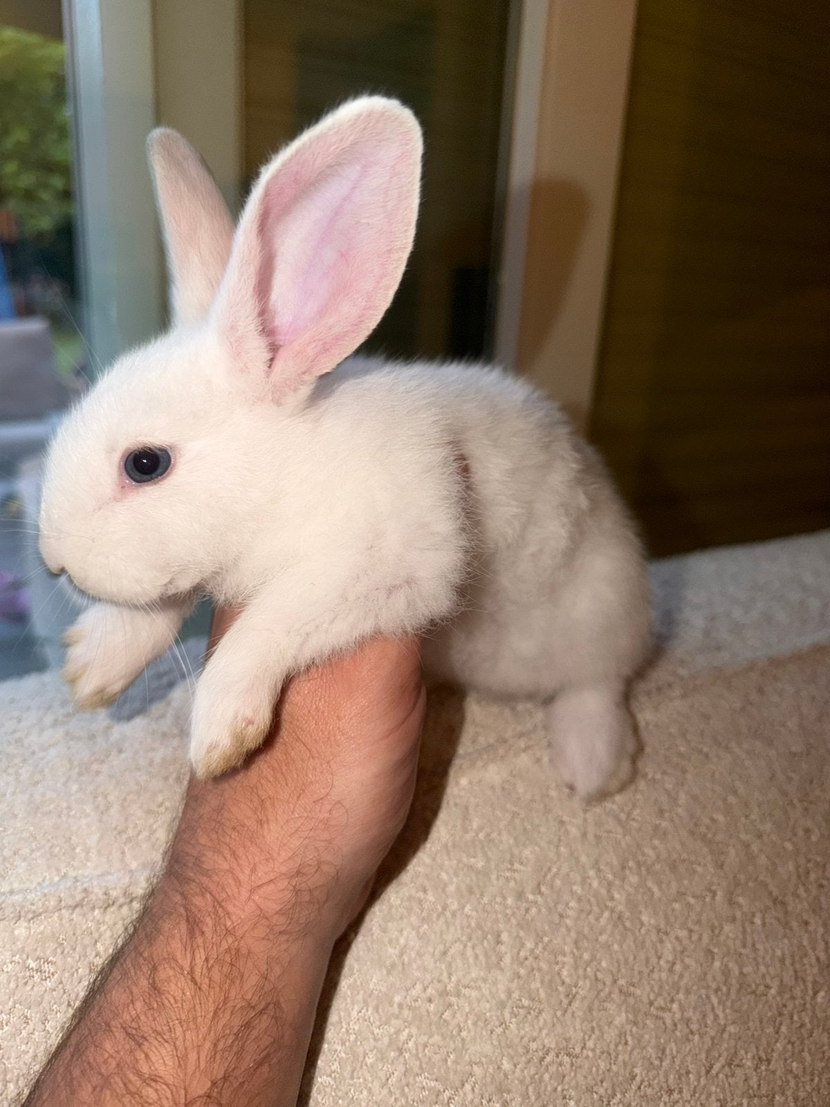 Vlaamse reuzen nestje, Dieren en Toebehoren