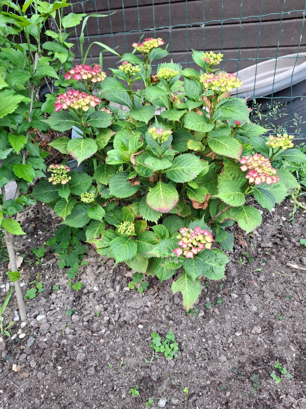 Hortensia, Ophalen
