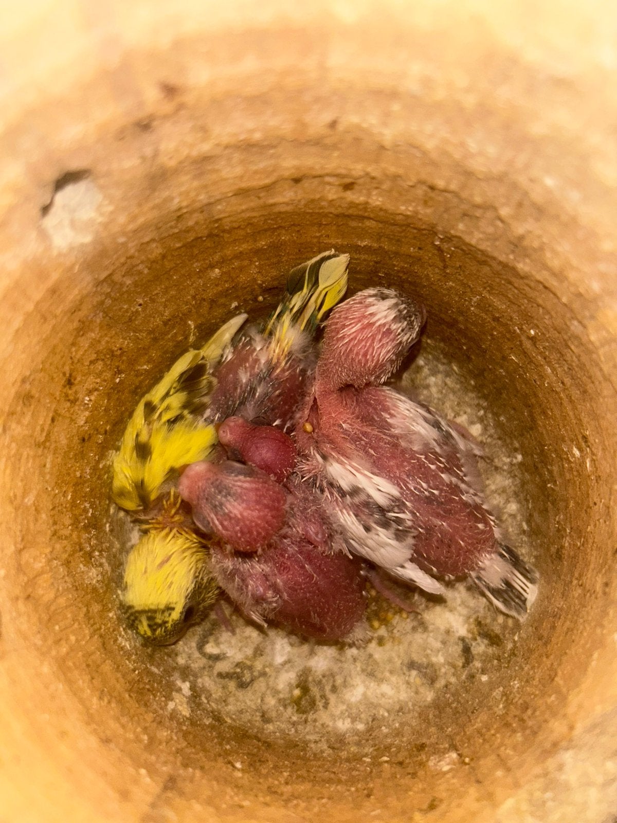 Baby Grasparkieten, Dieren en Toebehoren, Geslacht onbekend, Parkiet