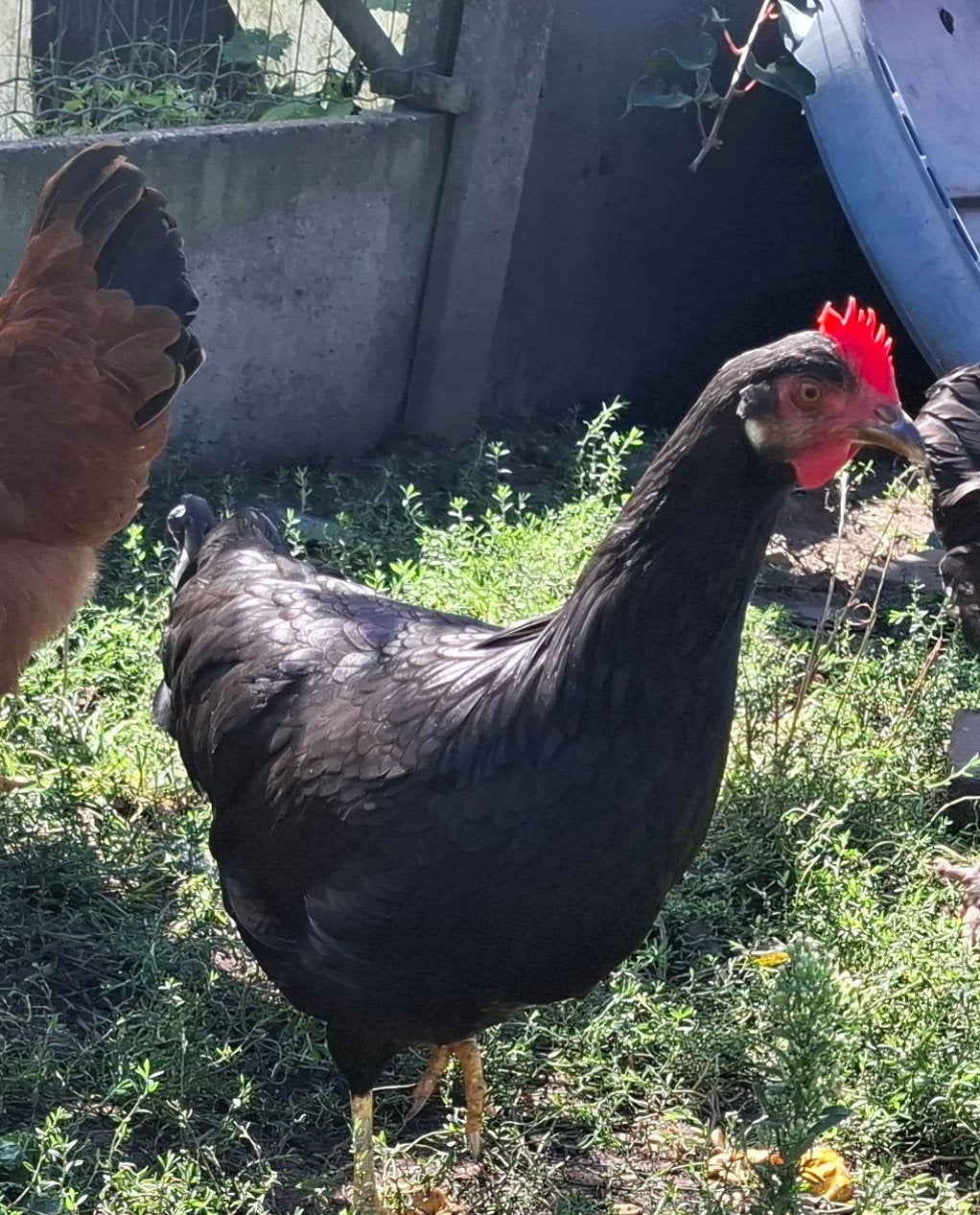 2 zwarte leghorn pullen