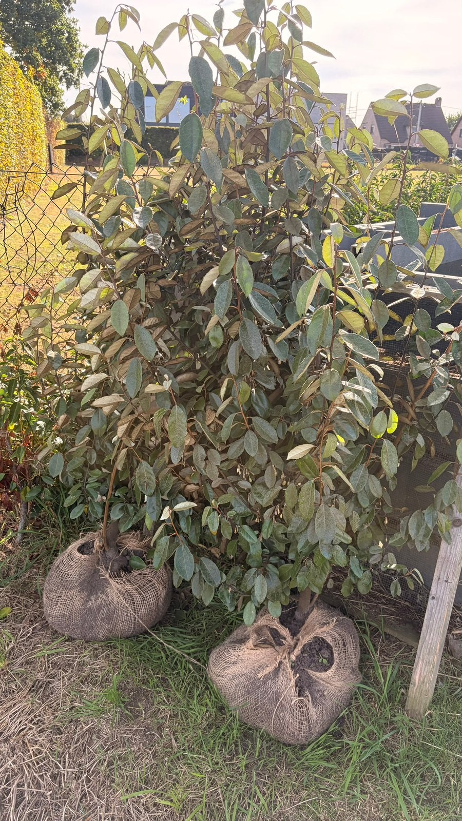 2x olijfwilg 120-140cm, Tuin en Terras, Ophalen, Haag