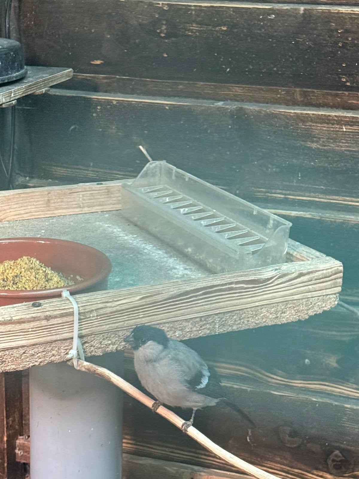 Bouvreuils, Animaux & Accessoires, Oiseau chanteur sauvage, Domestique