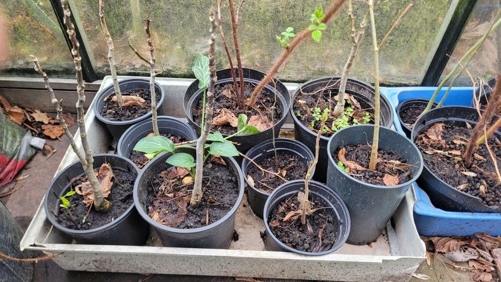 Bomen en tuinplanten te koop., Ophalen