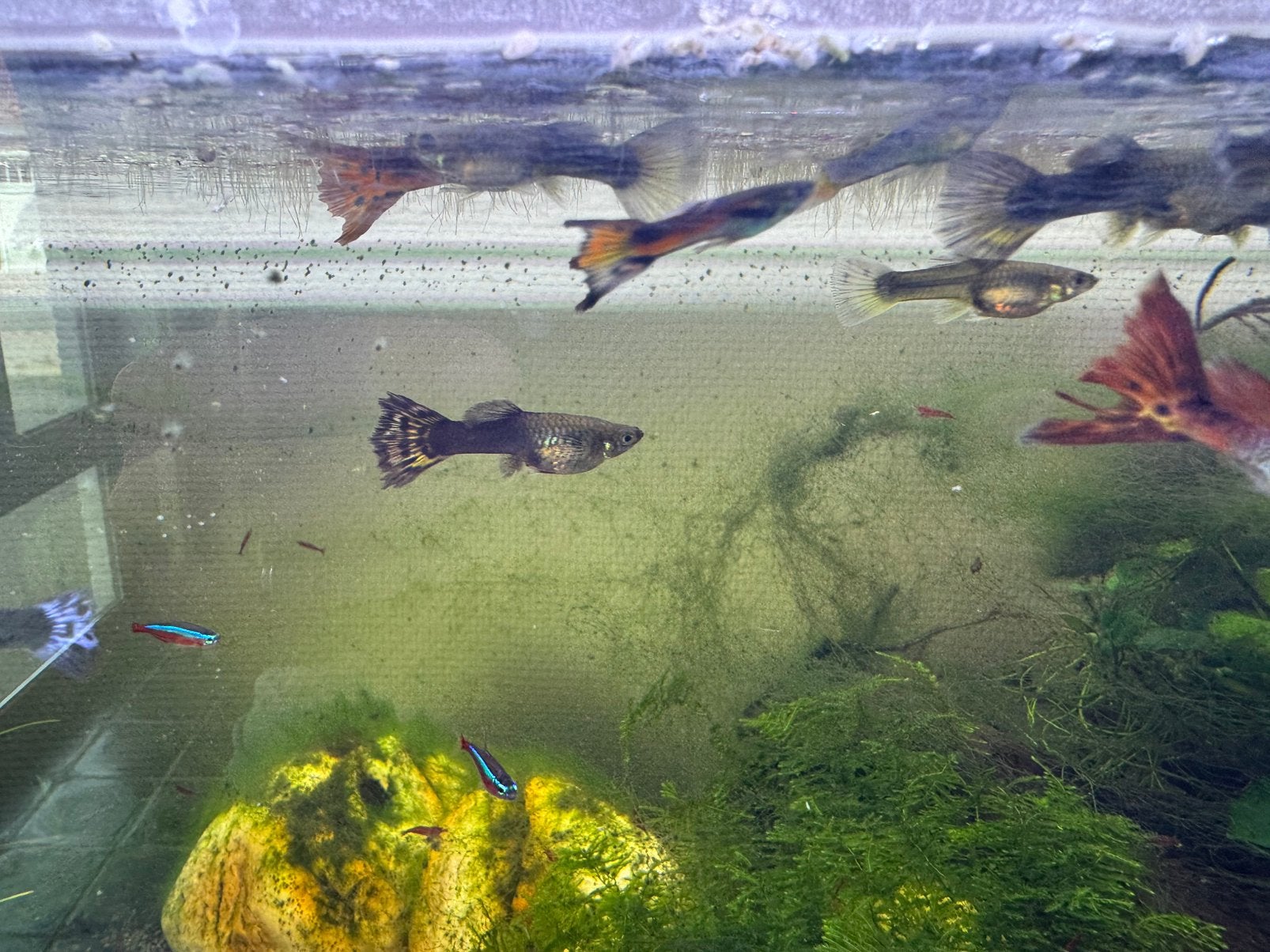 Guppy’s, Dieren en Toebehoren, Vissen | Aquariumvissen, Vis, Zoetwatervis