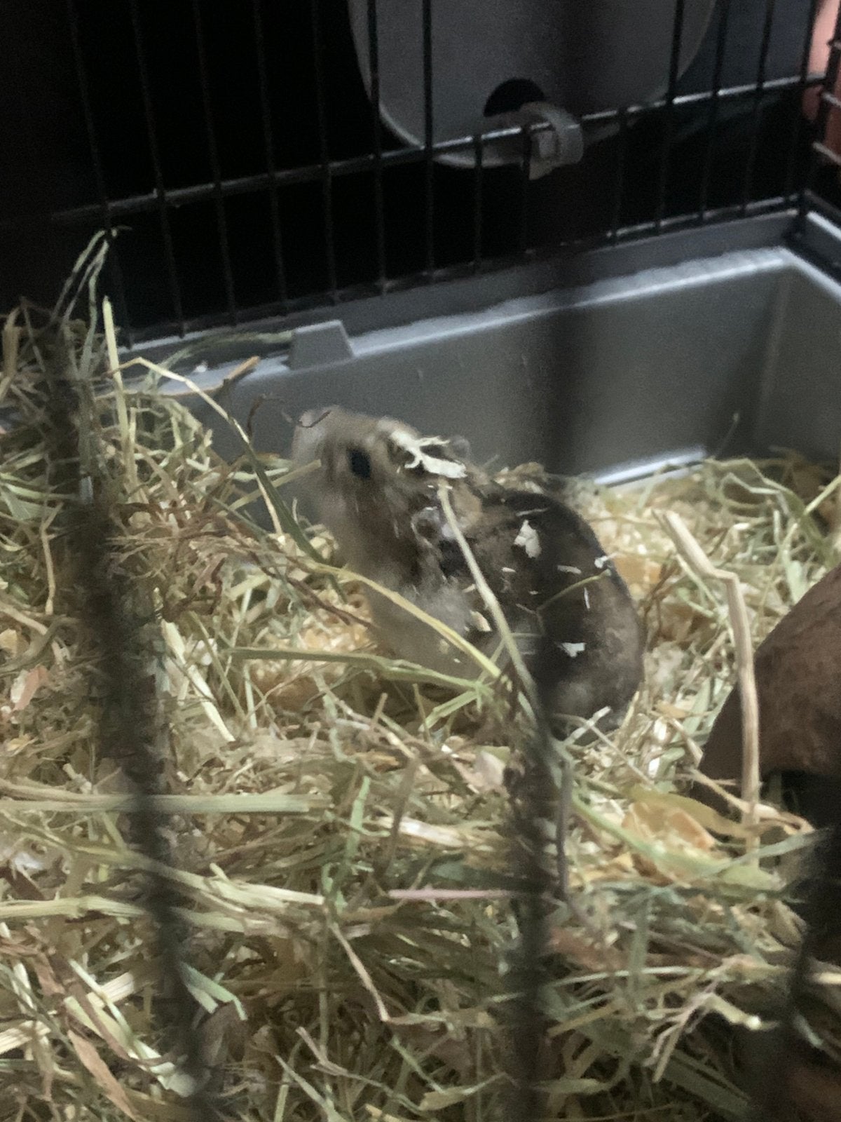 Lieve dwerghamster tam 4 maand, Hamster, Maart, Mannelijk, Tam