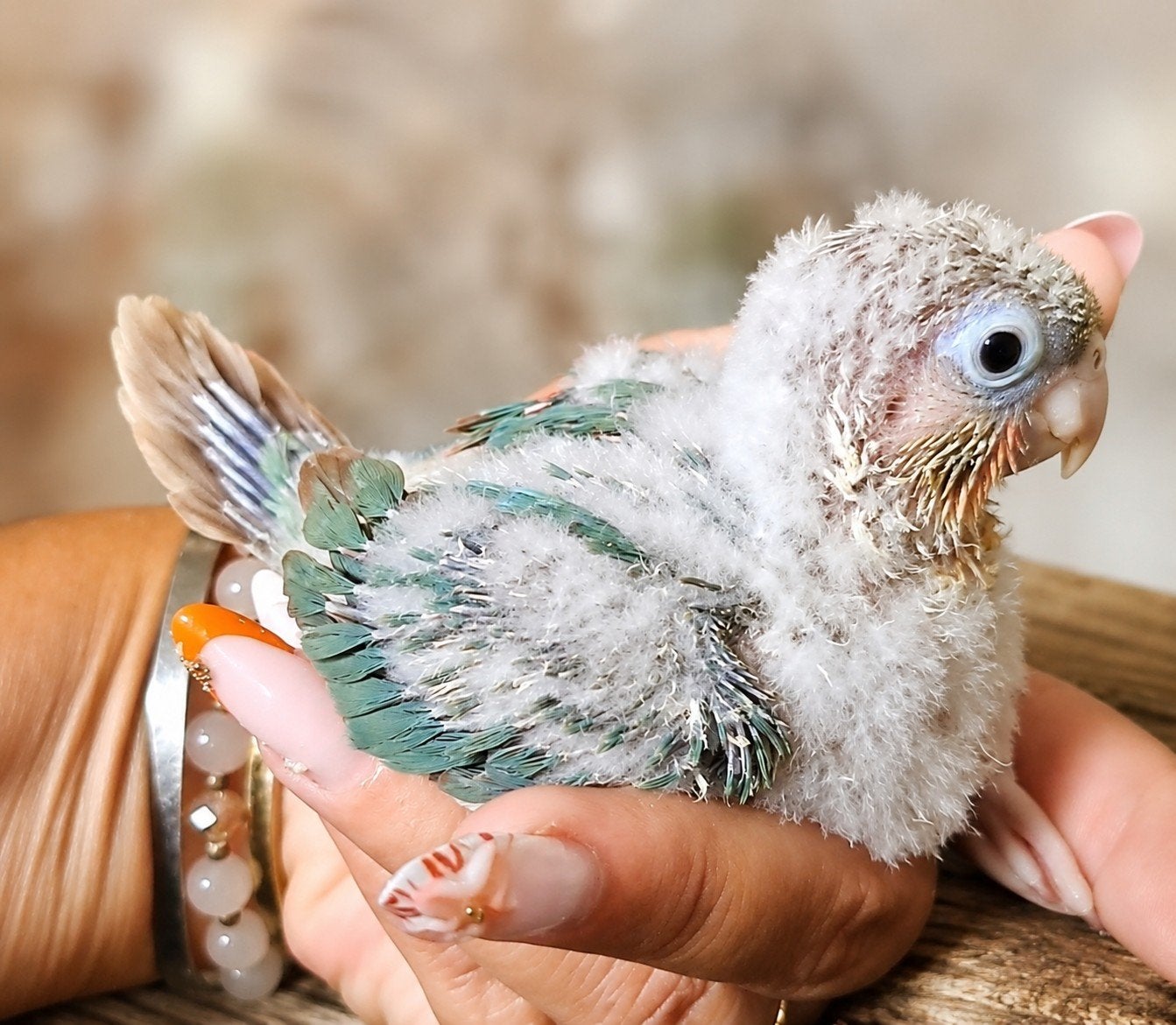 Conures eam différentes mutation, Animaux & Accessoires, Enlèvement