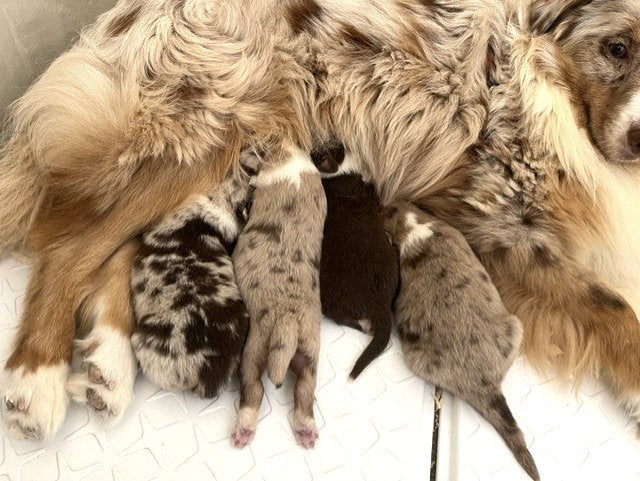 Chiots de berger australien à vendre - Les parents présents, Plusieurs, Hépatite contagieuse (maladie de Rubarth), Belgique, Berger