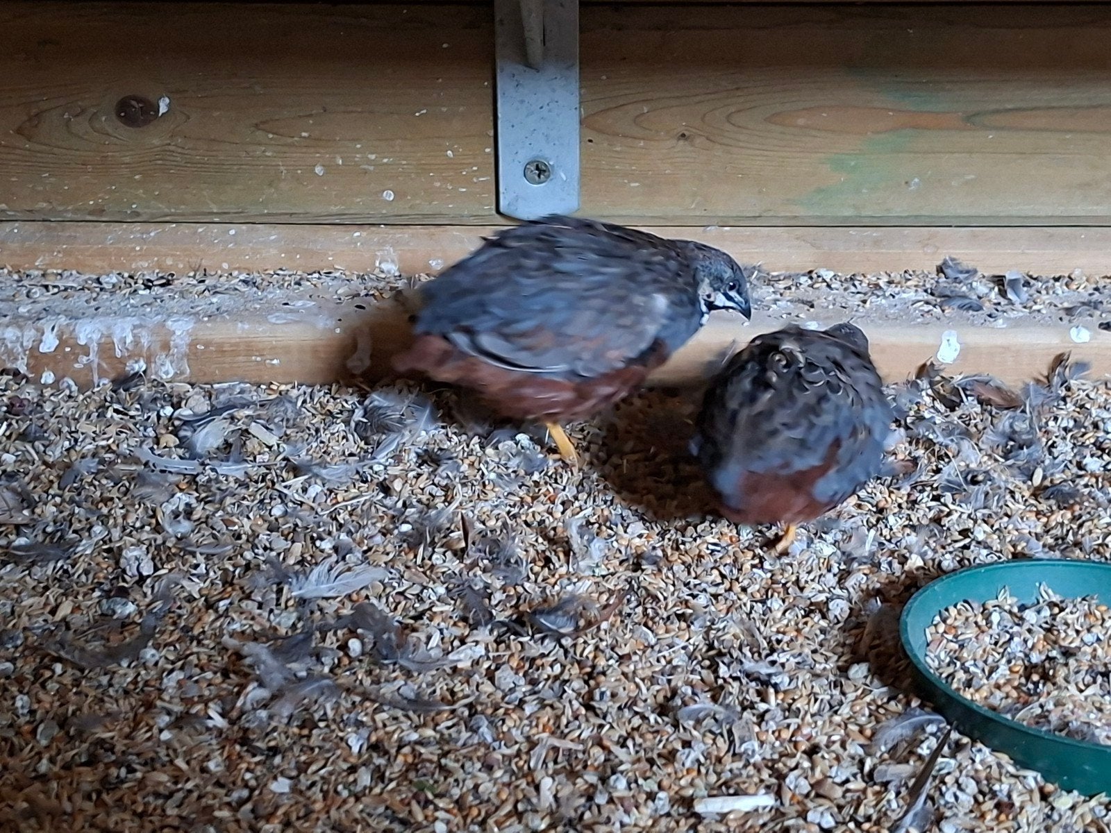 Japanse kwartels te koop (klein formaat), Dieren en Toebehoren, Vogels | Overige Vogels