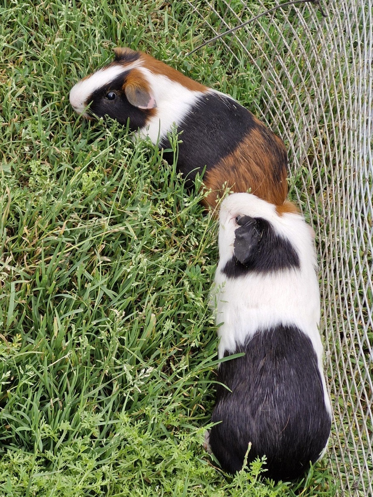 Mannetjes cavia gratis af te halen., Dieren en Toebehoren, Mei, Cavia
