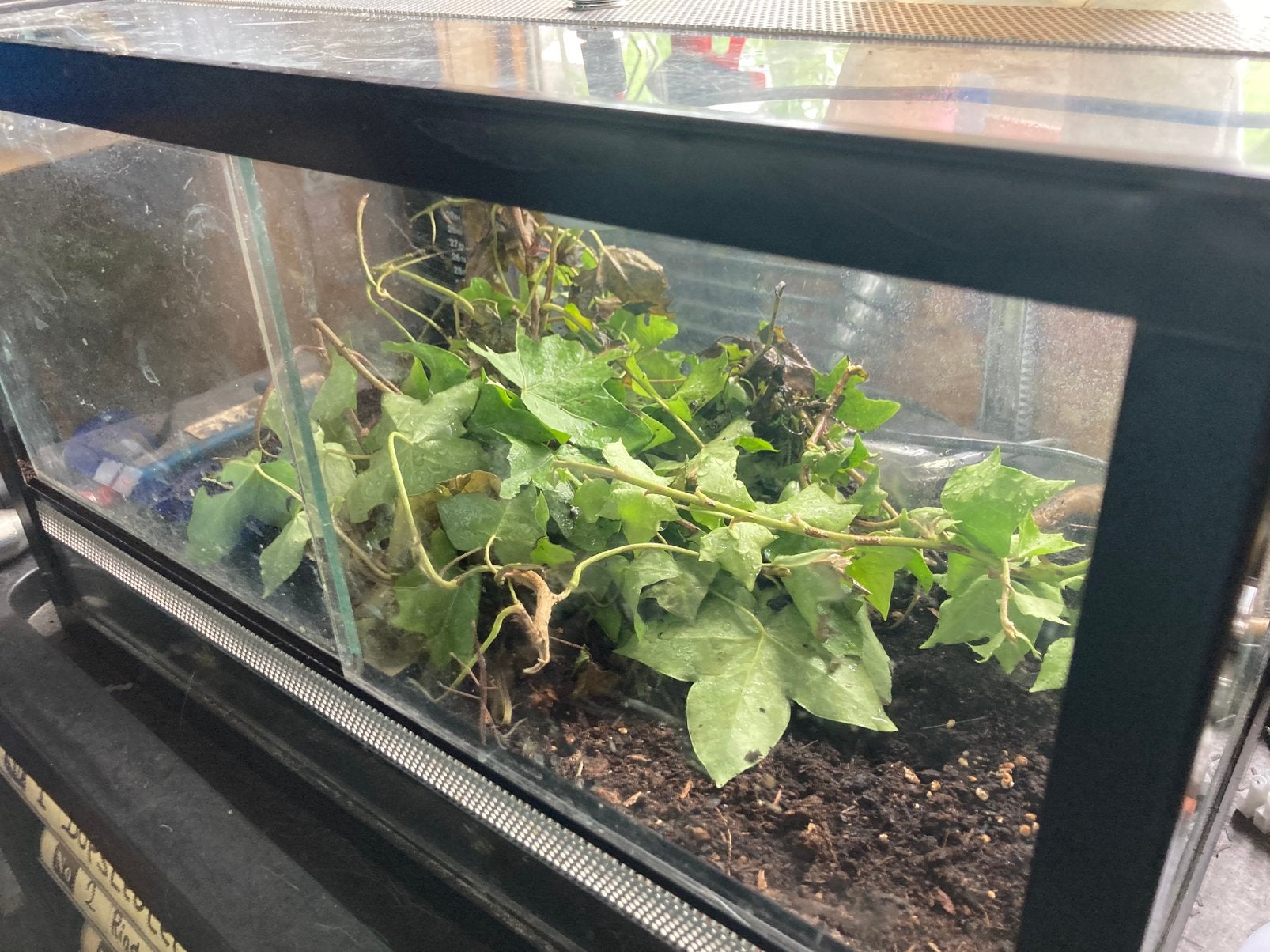 Terrarium, Animaux & Accessoires, Reptiles & Amphibiens | Accessoires, Enlèvement, Comme neuf
