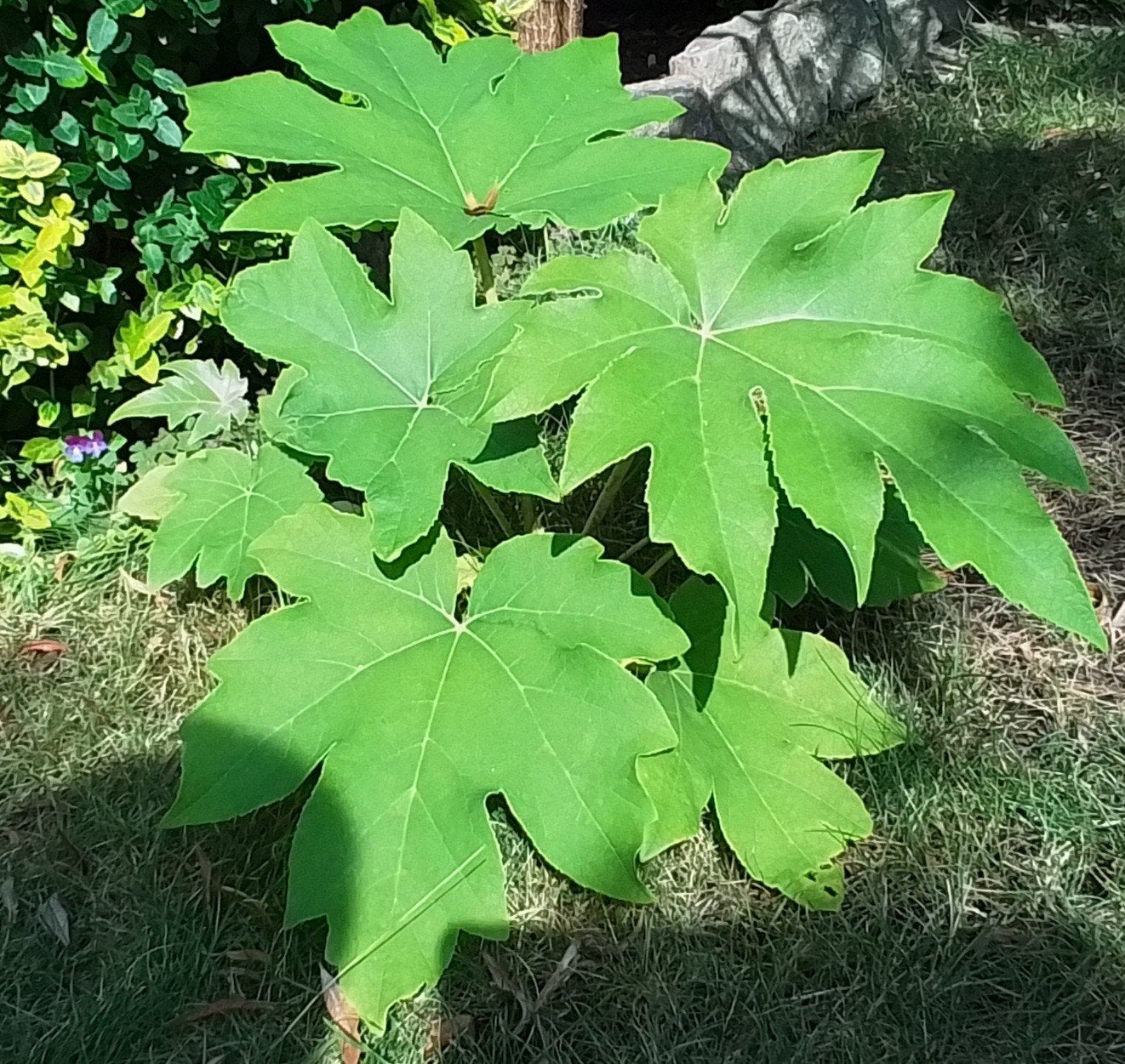 Tetrapanax, Chinese rijstpapierplant., Tuin en Terras, Ophalen, Winter