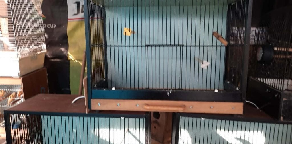 vogels, Dieren en Toebehoren, Vogels | Parkieten en Papegaaien