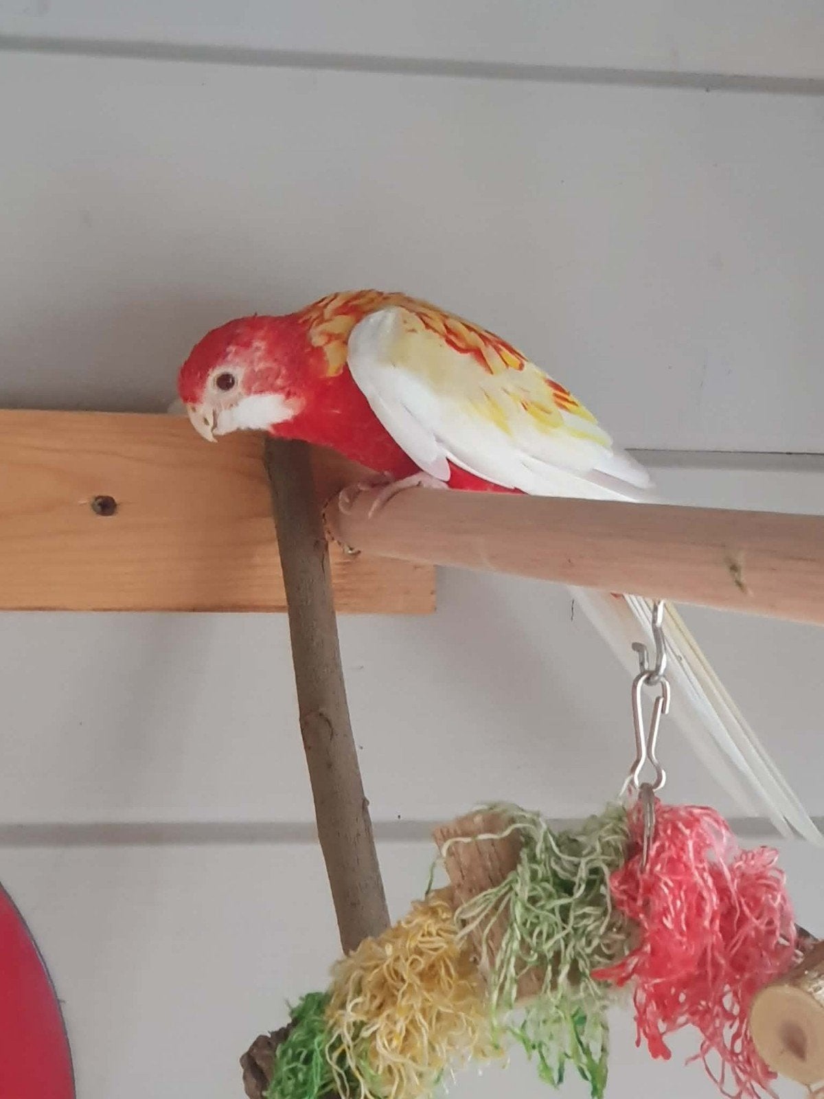 2 prachtig rossela.s, Dieren en Toebehoren, Geringd