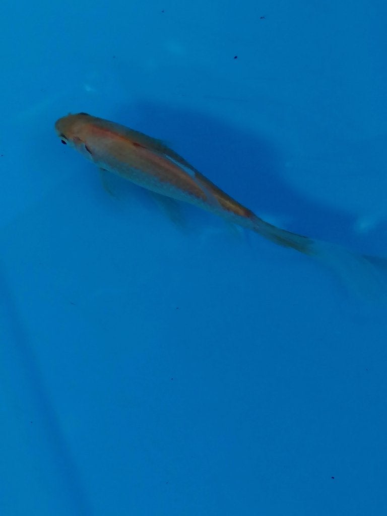 Gratis goudvisje, Poisson(s) rouge(s)