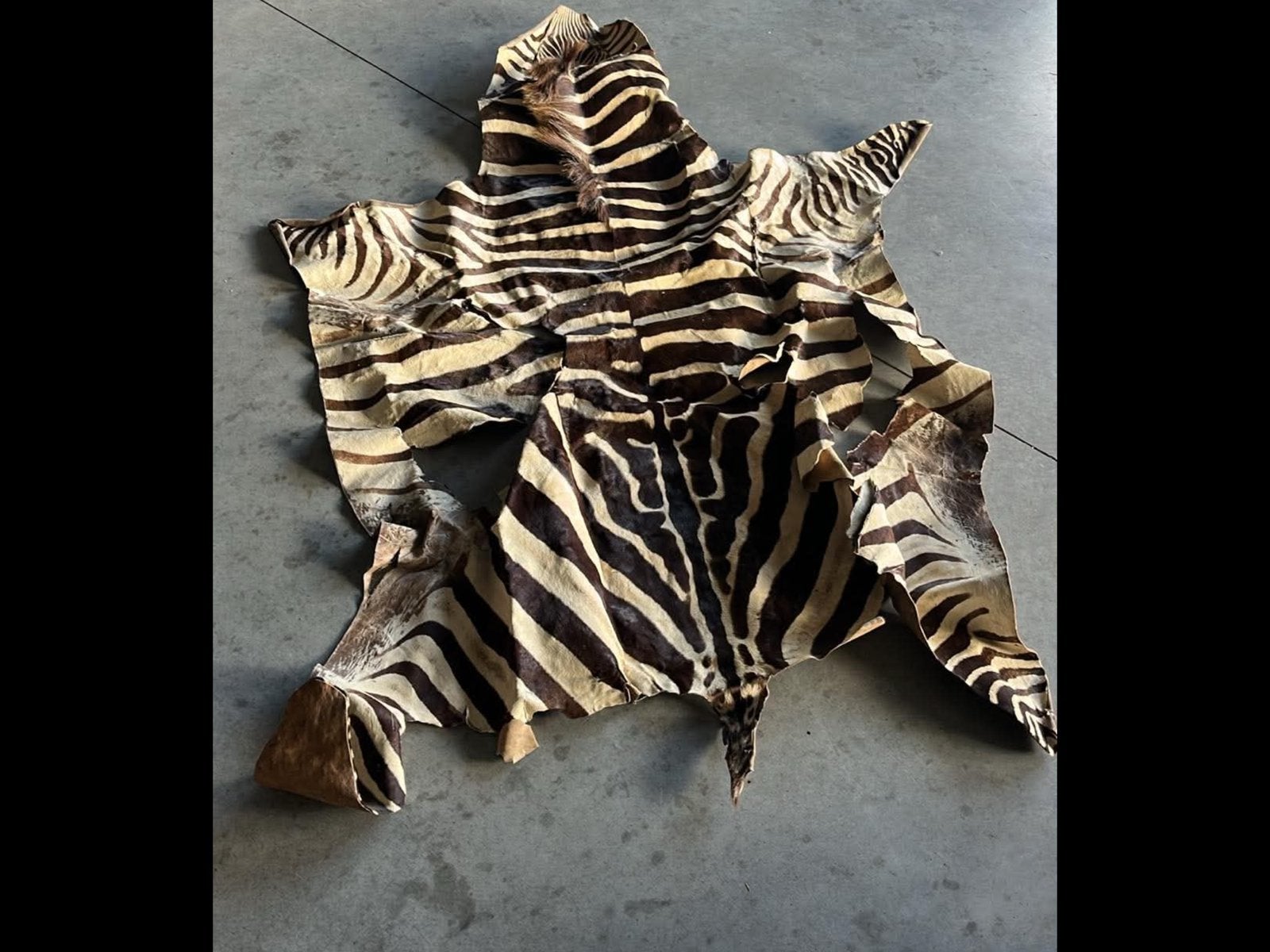 Grande  peau de zebre, Enlèvement