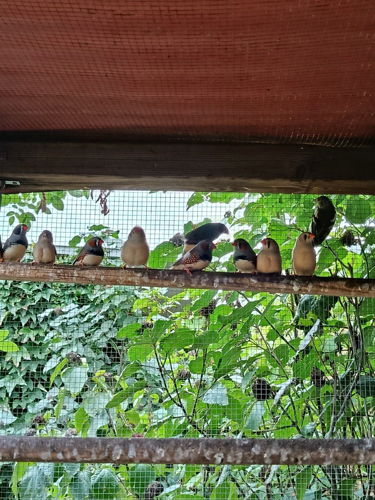 pinsons zébrés, Animaux & Accessoires, Oiseaux | Oiseaux Autre