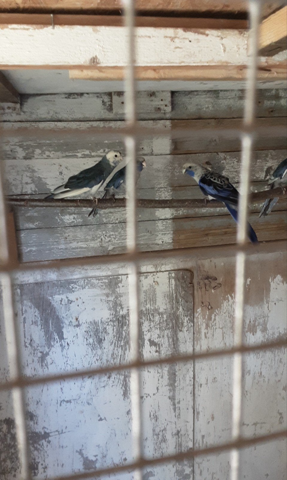 blauwe penanten, Dieren en Toebehoren