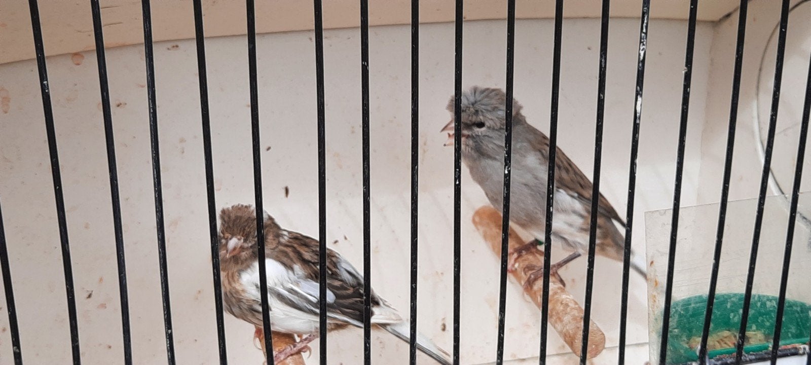 kanaries, Plusieurs animaux, Canari de posture