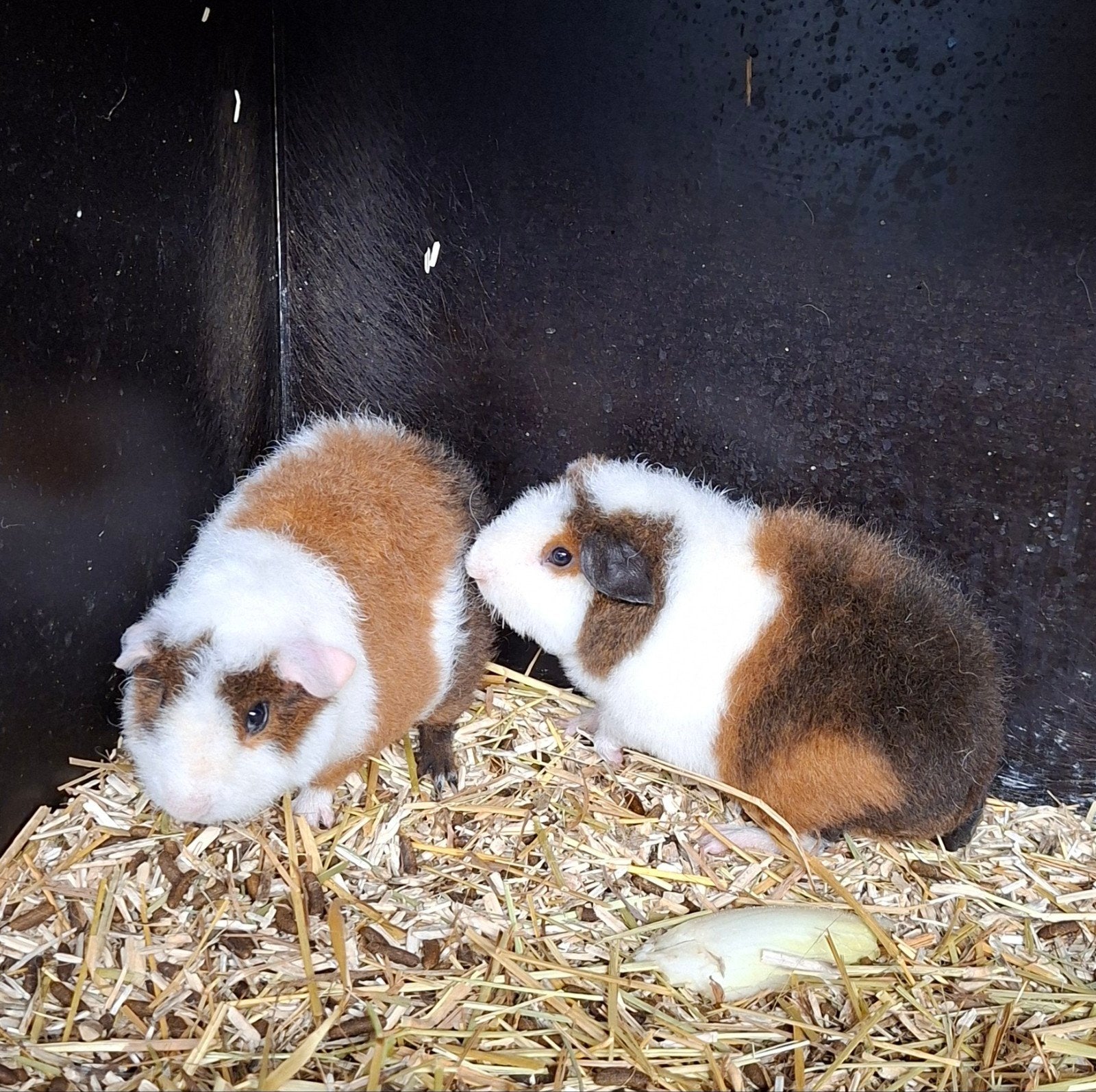 us teddy cavia. cavia's, Dieren en Toebehoren, Knaagdieren, Juli, Cavia