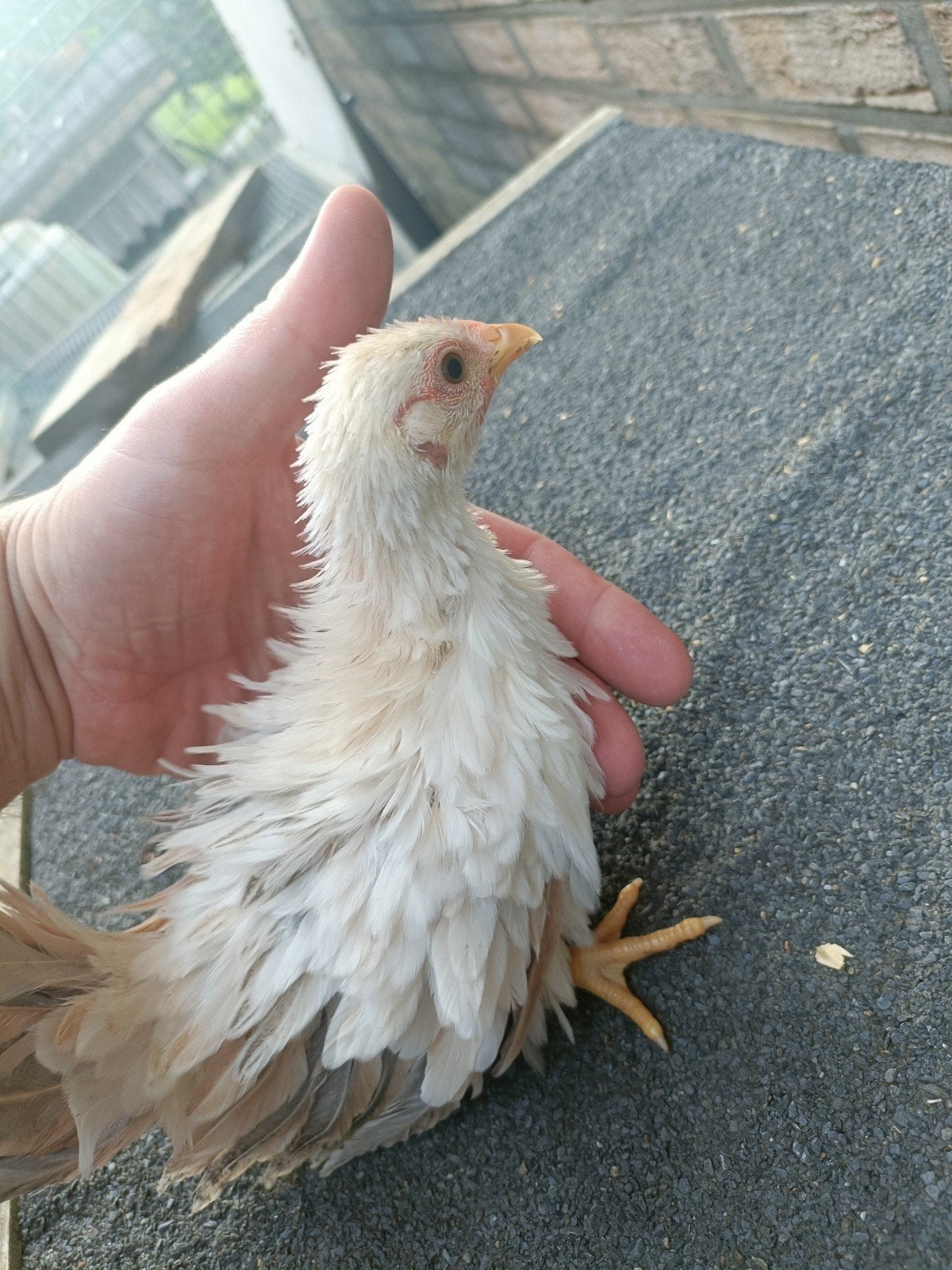 Serama kuikens., Poule ou poulet