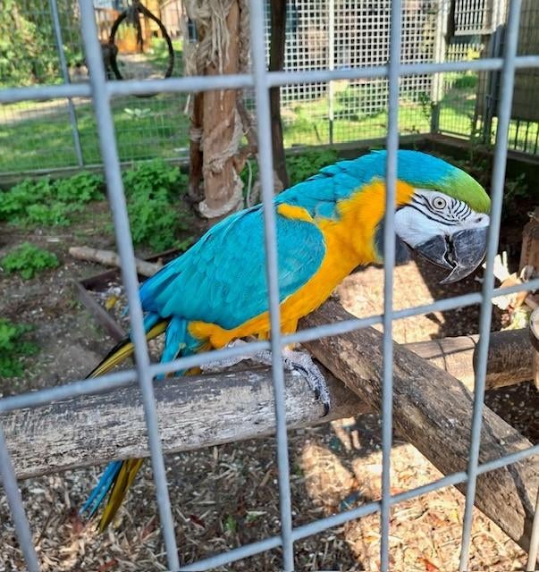 ARA KOPPEL TE KOOP, Dieren en Toebehoren, Meerdere dieren, Papegaai, Pratend