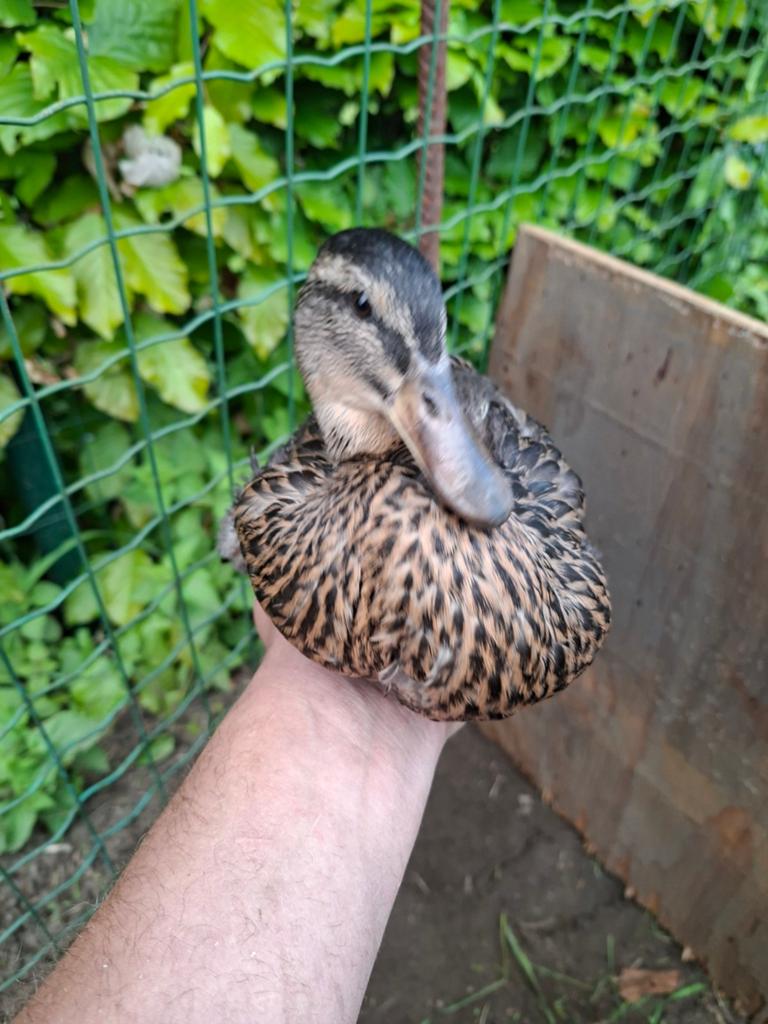 Wilde eenden, Dieren en Toebehoren, Pluimvee